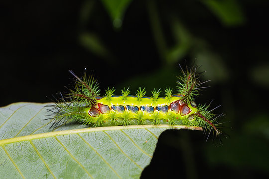Slug moth caterpillar