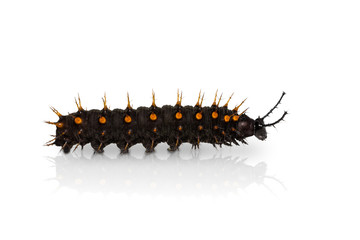 Young Orange Oakleaf caterpillar