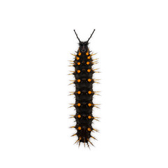 Young Orange Oakleaf caterpillar