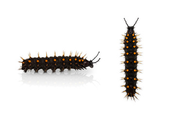 Young Orange Oakleaf caterpillar