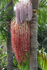 PFLANZEN_1514_Alexandra-Palme