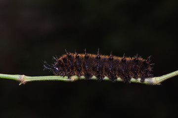 Fototapeta premium Orange Oakleaf caterpillar