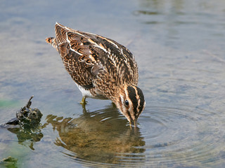 Common snipe (Gallinago gallinago)