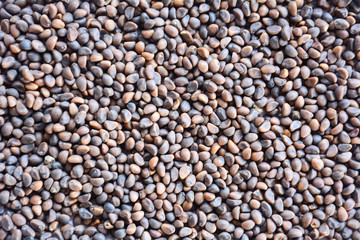 Background Morning Glory seeds.Organic Morning glory or kaladana (Ipomoea hederacea) seeds.Top view.