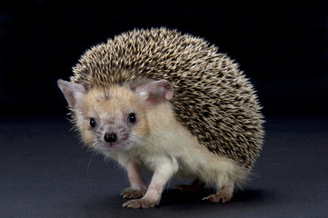 Big-eared hedgehog (Hemiechinus auritus)