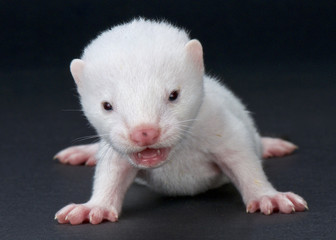 Neovison vision, American mink, baby, albino