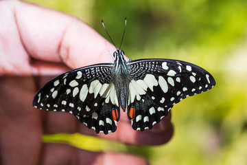 Lime butterfly, dorsal view