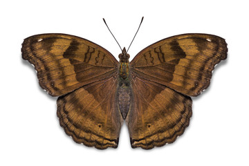 Chocolate Pansy butterfly