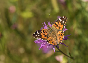 Schmetterling auf einer Blume