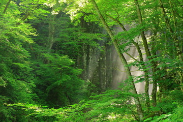 秋田県　亀田不動滝