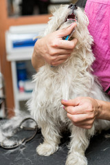 Dog West Highland White Terrier Grooming