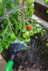 Tomatenpflanze gießen