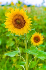Sunflower in the summer field