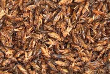 Fried crickets on the eastern market