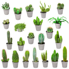 Set van kamerplanten in potten - cactussen geïsoleerd op wit