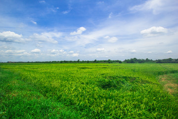 green field