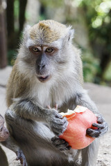 Wild Macaque Monkey with Apple
