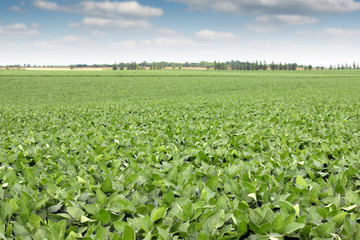 soya bean field landscape agriculture