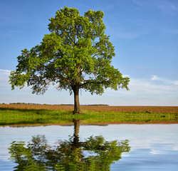 Green tree with reflection on lake water surface