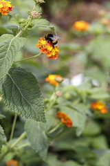 bumblebee on lantana