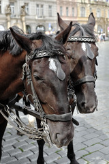 Pair of brown horses