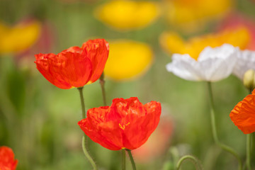 Obraz premium ポピー