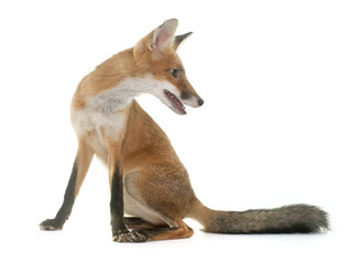 fox in studio
