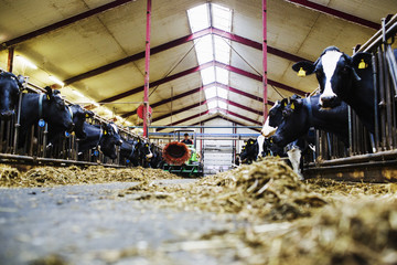 Farm worker on tractor with cows feeding at dairy farm