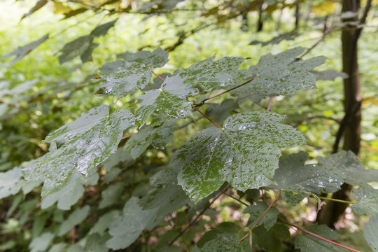 Green leaves with drops of rain.