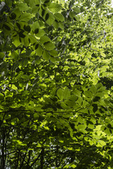 Fototapeta na wymiar Green leaves beech.