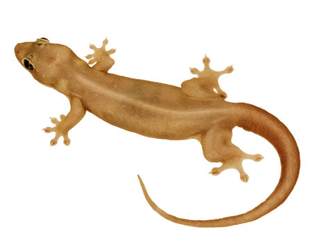 House lizard - gekco isolated on white