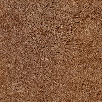 Elephant skin seamless natural texture