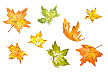 Watercolor hand drawn fall leaves set. Beautiful herbarium for backdrop and decoration. Season colors like red, orange, yellow and green.