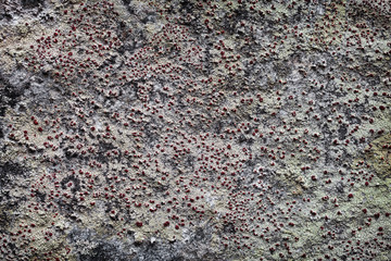 Rock surface with lichen