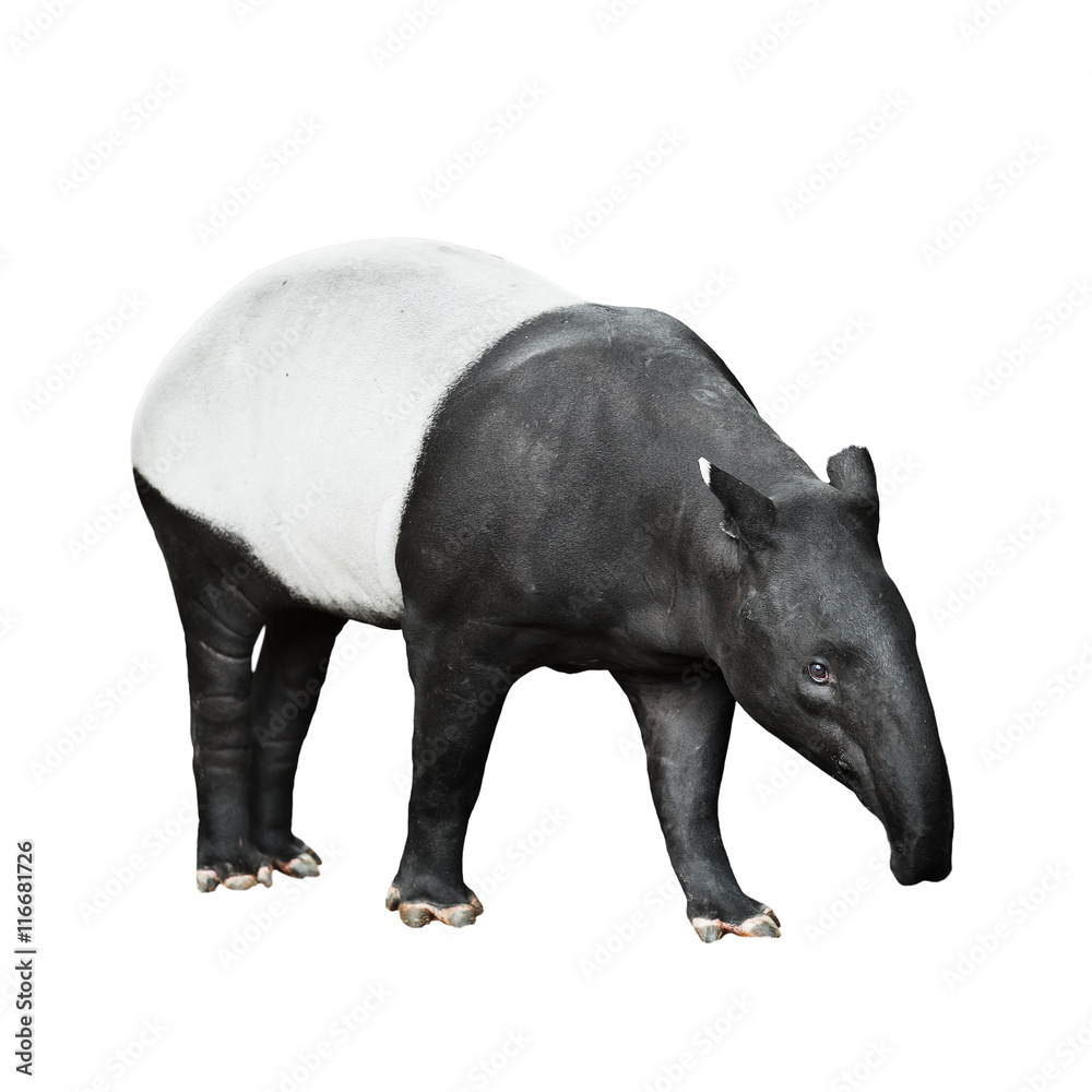 Wall mural malayan tapir isolated on white background