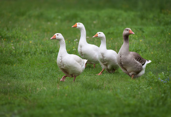 Naklejka na ściany i meble Domestic geese on a meadow