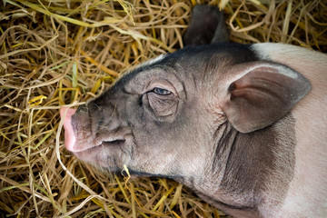 young piglet is lying on a pile of straw