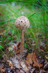 Parasol mushroom