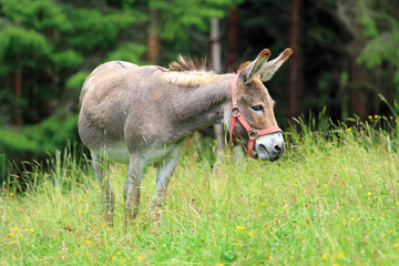 Esel im Allgäu