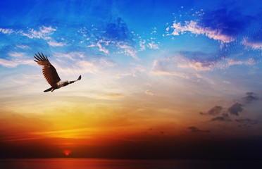 Oiseau de proie - Brahminy Kite volant sur un magnifique coucher de soleil backgrou