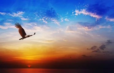 Photo sur Plexiglas Aigle Oiseau de proie - Brahminy Kite volant sur un magnifique coucher de soleil backgrou