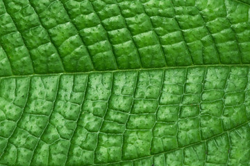 Texture of green leaf - background
