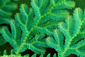Leaves of tropical fern close up