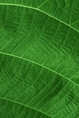 Vertical floral background