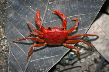 Red land crab. Thailand