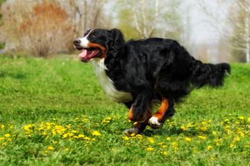 happy Beautiful Bernese mountain dog runs are fun