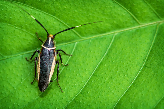 Wild tropical cockroach on a leaf plant close-up