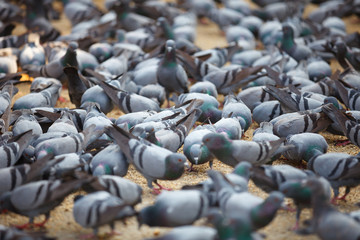 Fed pigeons at the square. Jaipur, India