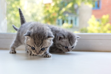 Fototapeta na wymiar Beautiful small striped kittens on window sill. Scottish Fold breed.