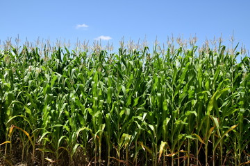 Field of dent corn